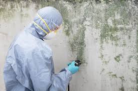 Best Environmental Consulting for Mold Prevention in USA